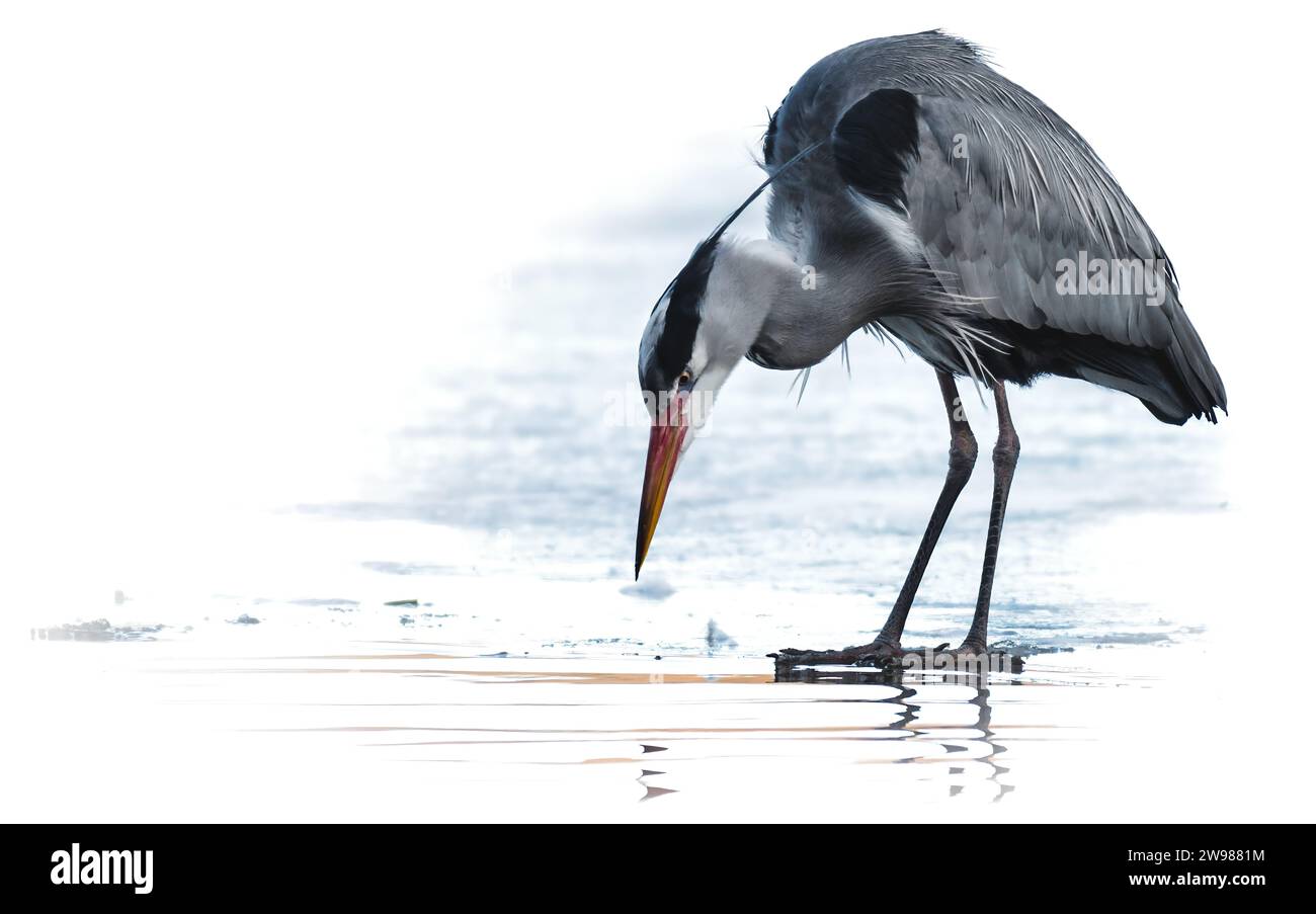Une petite créature aviaire avec un bec orange vif perché dans l'eau peu profonde, debout au-dessus de la surface ondulante Banque D'Images