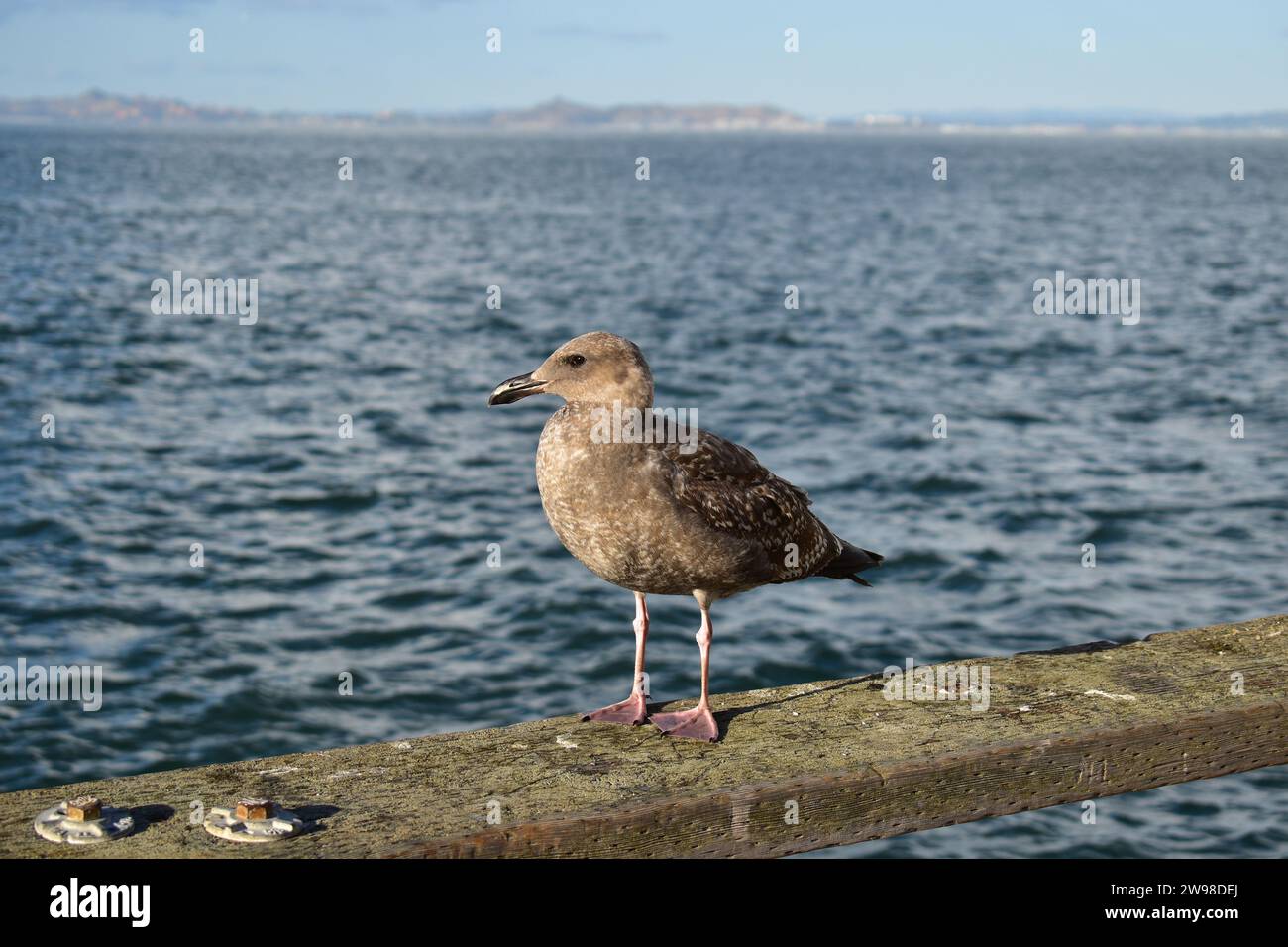 Une mouette brune juvénile debout sur la main courante en bois de la promenade à l'embarcadère 39 dans le centre-ville de San Francisco Banque D'Images