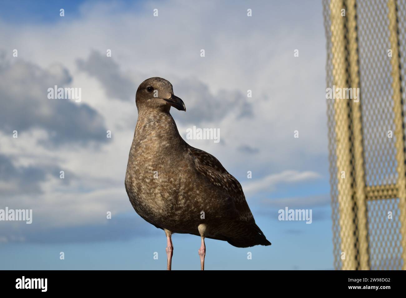 Une mouette brune juvénile debout sur la main courante en bois de la promenade à l'embarcadère 39 dans le centre-ville de San Francisco Banque D'Images