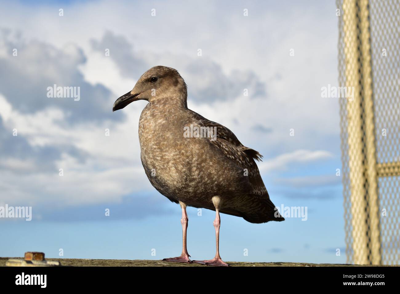 Une mouette brune juvénile debout sur la main courante en bois de la promenade à l'embarcadère 39 dans le centre-ville de San Francisco Banque D'Images