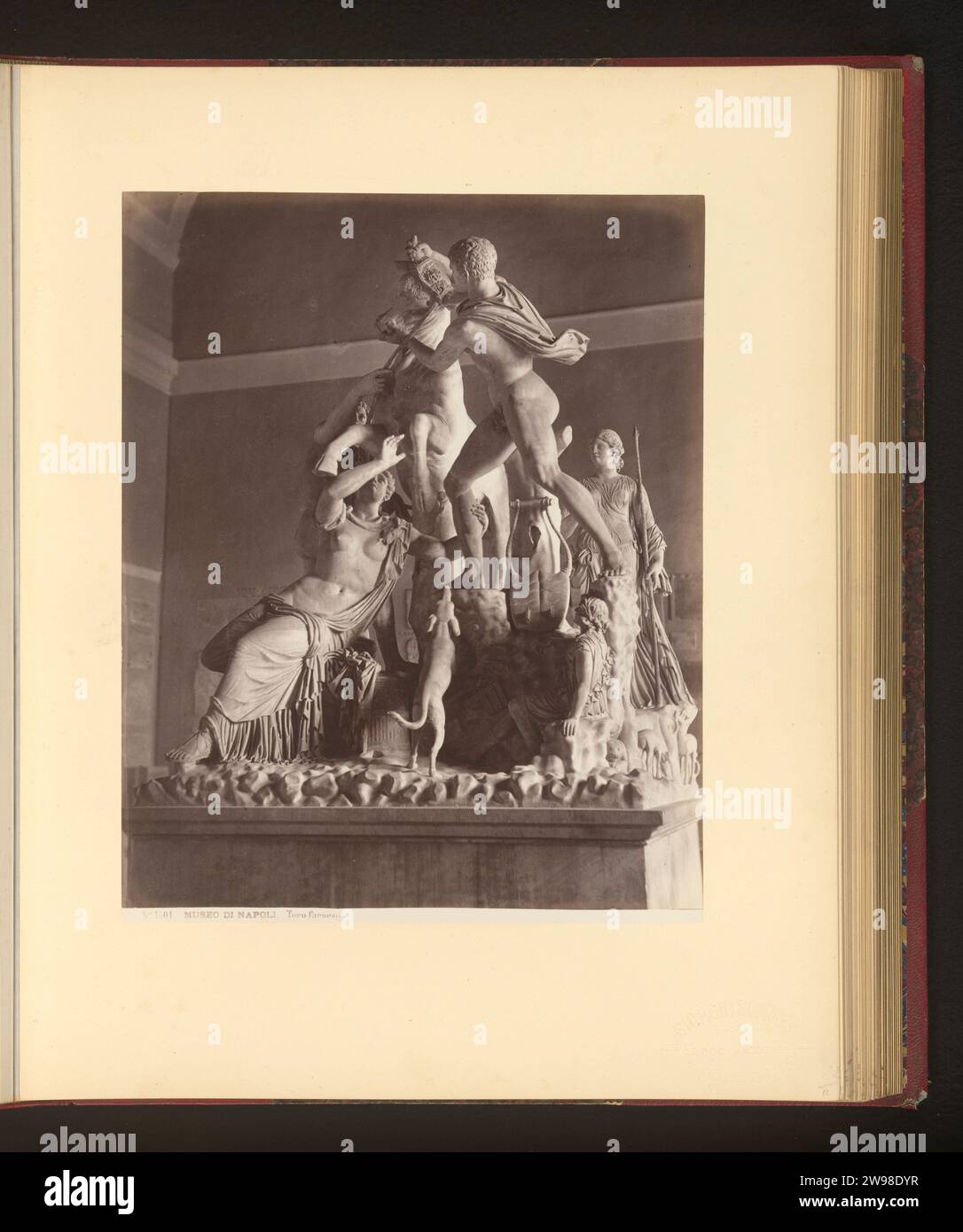Farnese Stier, Giorgio Sommer, 1874 - en 1879 ou avant cette photo fait partie d'un album. Sculpture imprimée albumen support photographique de Naples. Amphion et Zethus vengent leur mère en attachant Dirce aux cornes d'un taureau Naples Banque D'Images