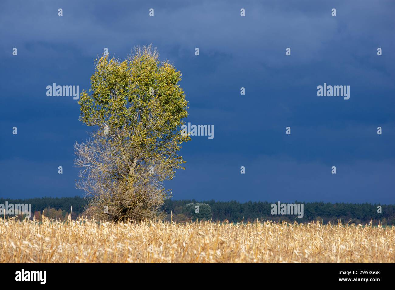 Grand sycomore et champ de maïs sous un ciel d'automne dramatique Banque D'Images