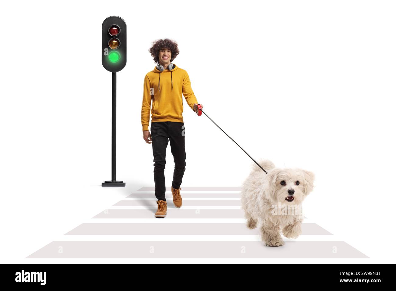 Gars marchant avec un caniche maltais sur une laisse à un passage piéton isolé sur fond blanc Banque D'Images