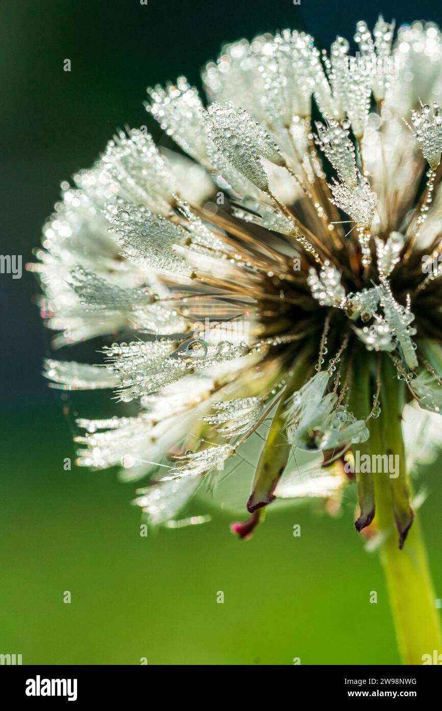 Marco gros plan de la rosée sur une tête de graines de pissenlit (Taraxacum) tôt le matin. Banque D'Images