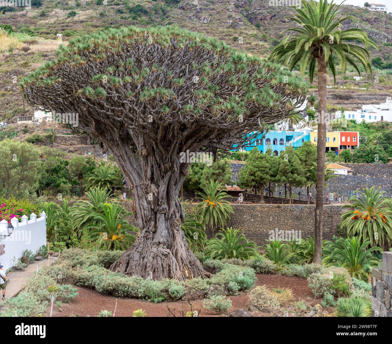 Célèbre arbre de Drago (El Drago Milenario) - Icod de los Vinos, Tenerife, Iles Canaries, Espagne Banque D'Images