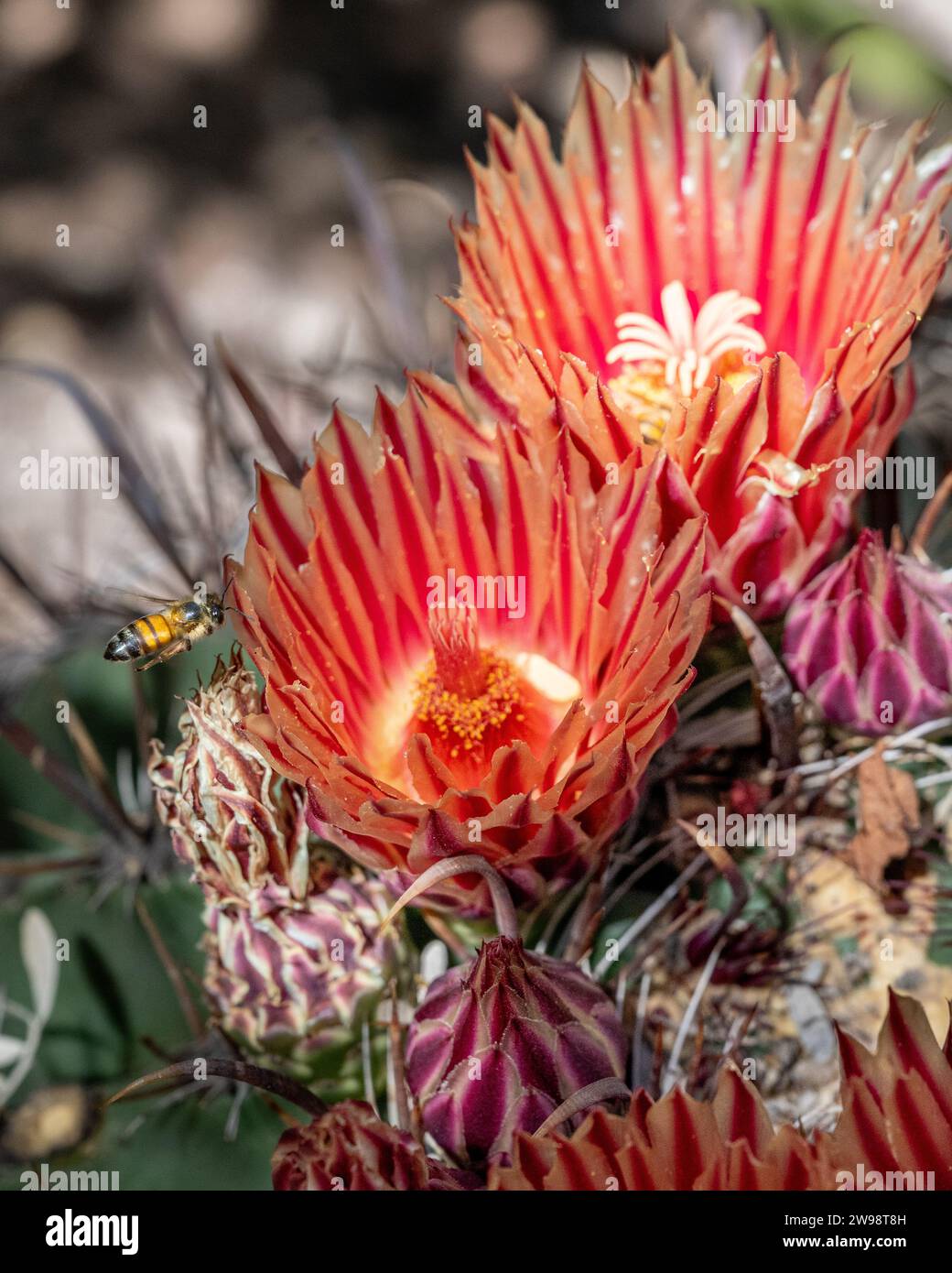 Fleur de cactus d'hameçon - Ferocactus wislizenii floraison aka baril d'hameçon - fleurs de cactus fleurs de jardin du désert - jardin botanique du désert Banque D'Images