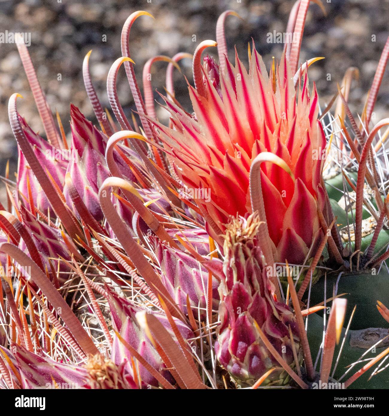 Fleur de cactus d'hameçon - Ferocactus wislizenii floraison aka baril d'hameçon - fleurs de cactus fleurs de jardin du désert - jardin botanique du désert Banque D'Images
