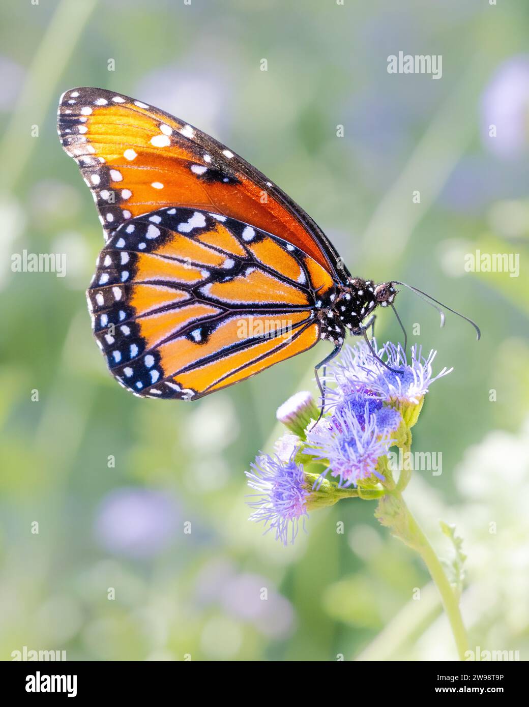 Reine papillon Danaus gilippus se nourrissant de nectar de fleur de jardin - Müllerian co-imite orange monarque aka mimique insecte - proboscis détail d'aile étendue Banque D'Images