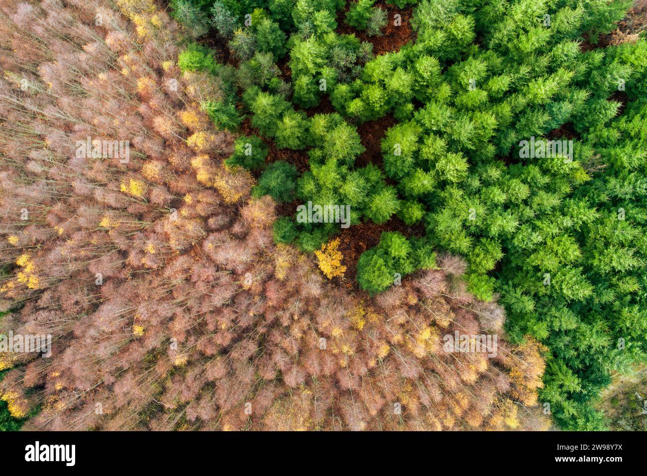 Une vue aérienne du paysage forestier vert dense avec des pins Banque D'Images