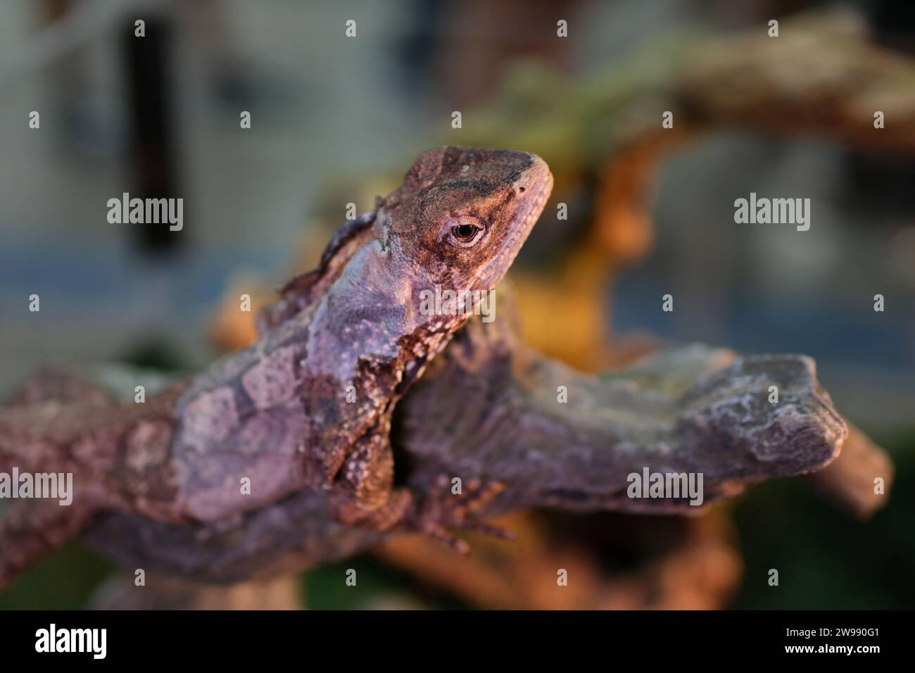 Caméléon en gros plan coloré avec une haute crête sur la tête. Photo de haute qualité Banque D'Images