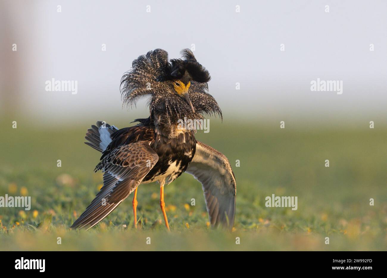 Un portrait rapproché du mâle Ruff (Philomachus pugnax) dans l'affichage fantaisie et le plumage sombre dominant dans le site de lekking dans la prairie côtière en Estonie Banque D'Images