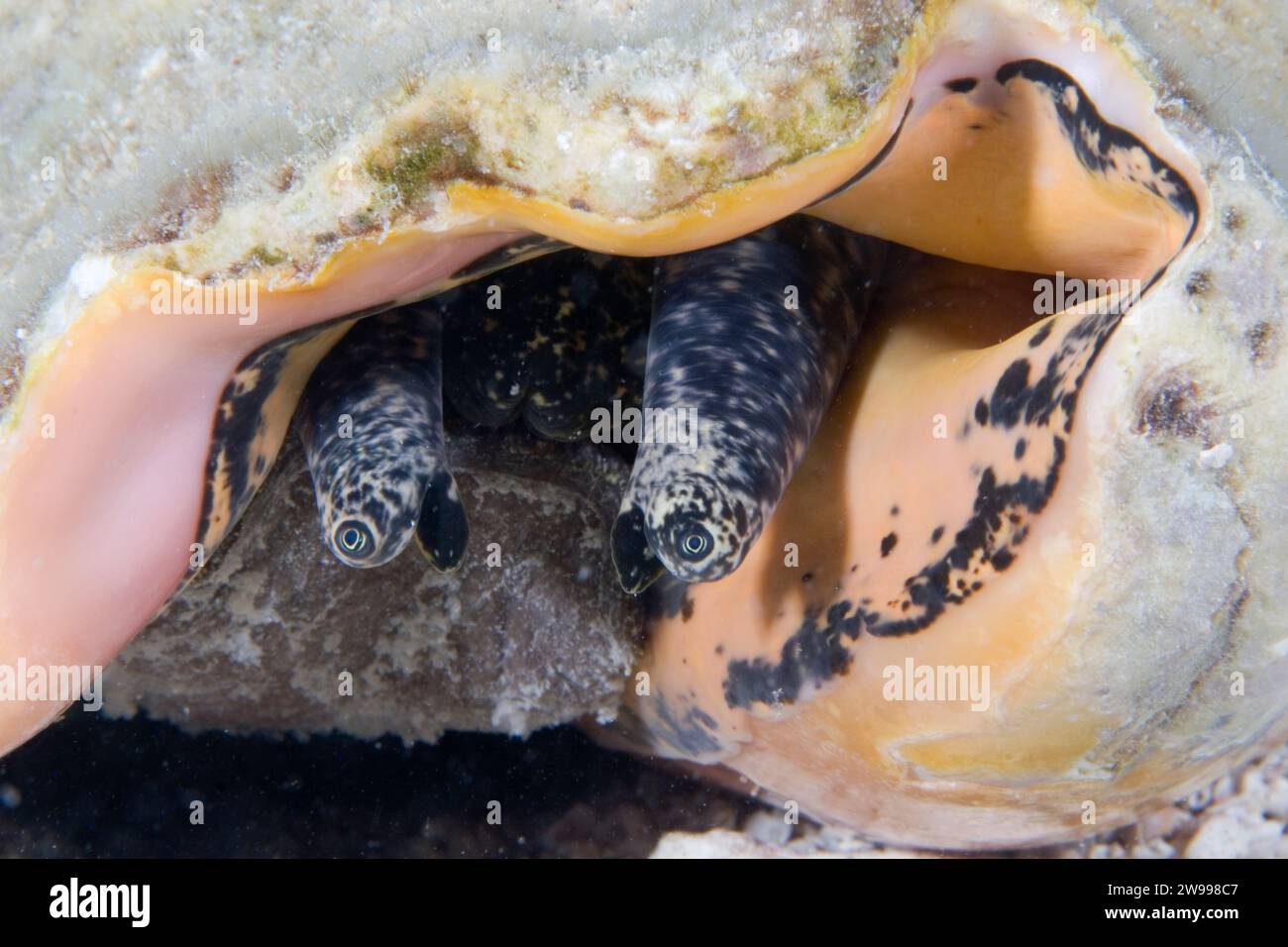 Yeux de Queen Conch, Strombus gigas, Florida Keys, Floride Banque D'Images