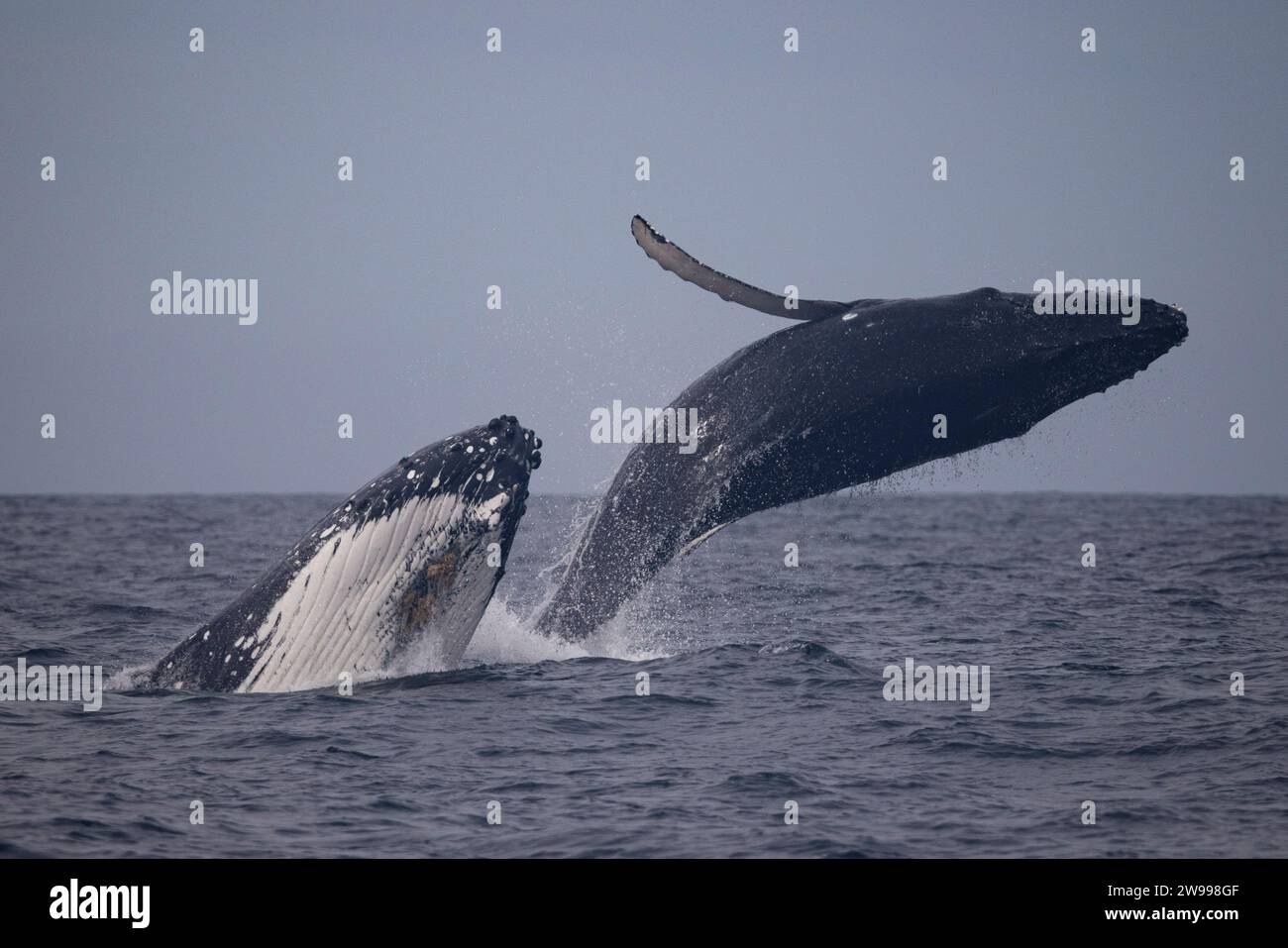 Double brèche d'un veau baleine à bosse (brèche complète) tandis que le veau mère (demi-brèche) sur les plages du nord de Sydney, Australie Banque D'Images