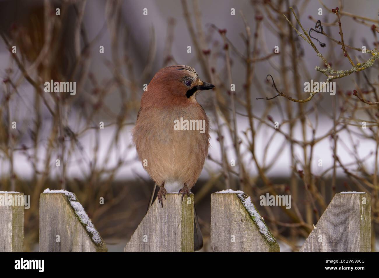 Garrulus glandarius genre Garrulus famille Corvidés Jay eurasien nature sauvage photographie d'oiseaux, image, papier peint Banque D'Images