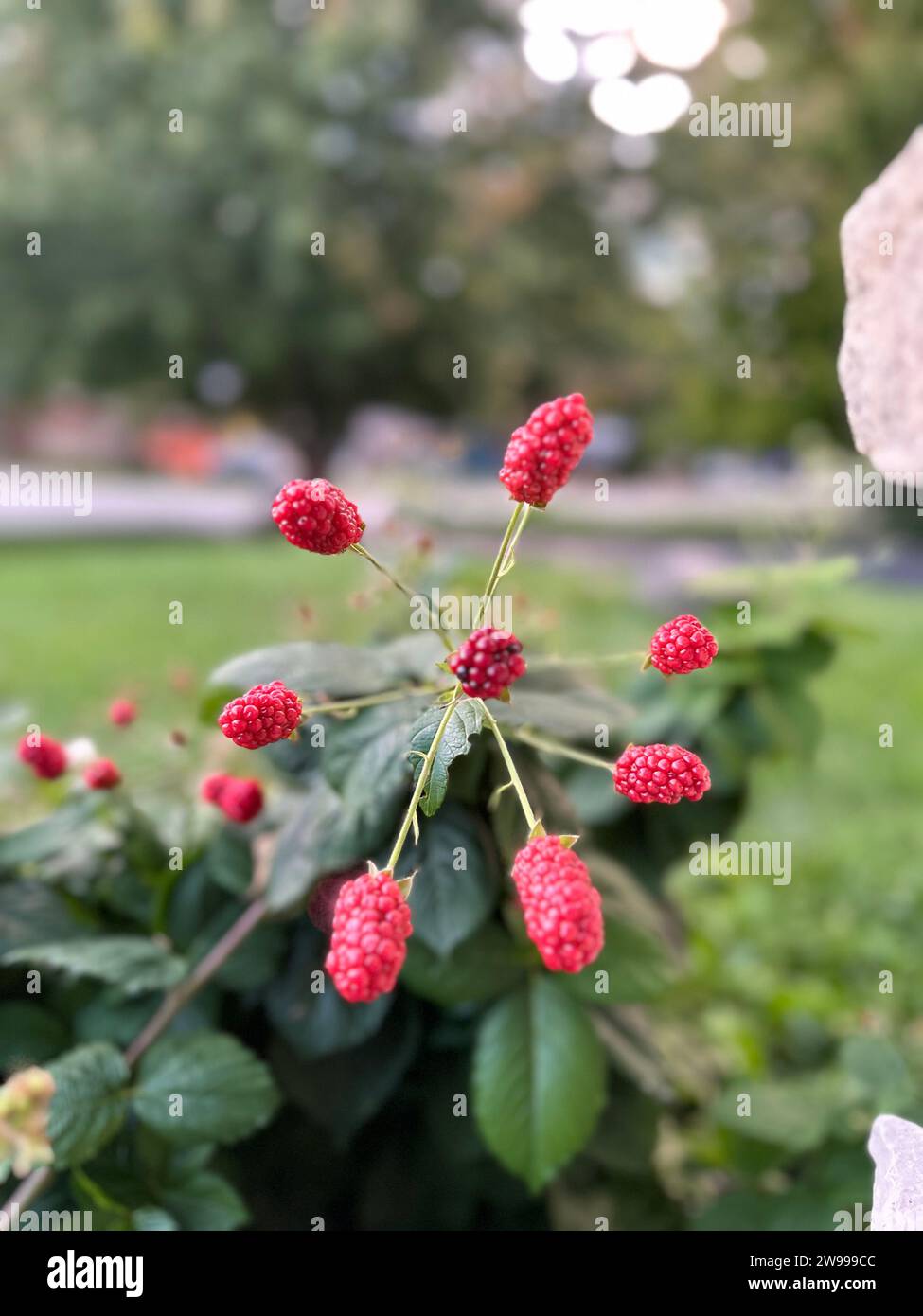 Gros plan d'un buisson vibrant de mûres rouges Banque D'Images