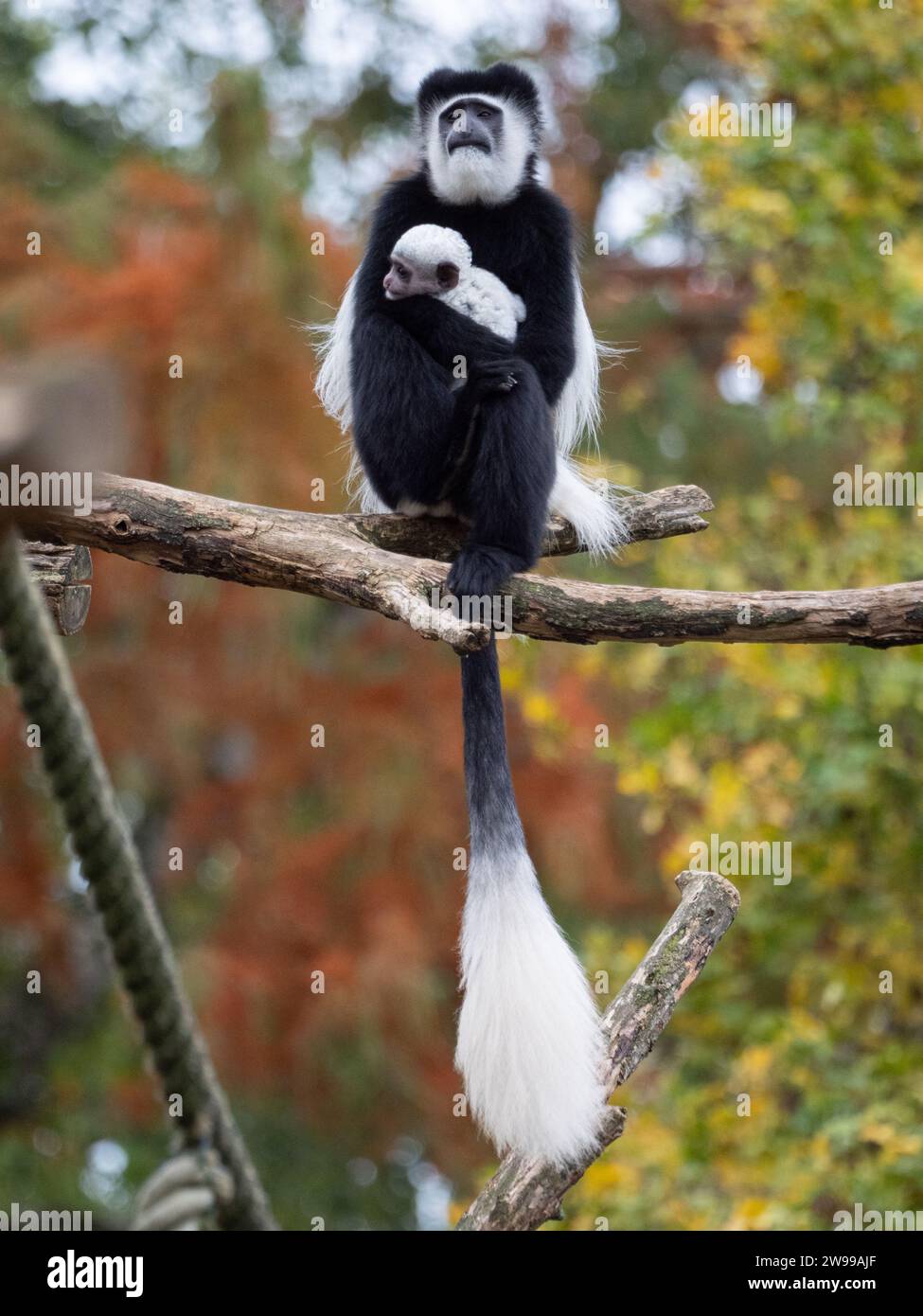 Un singe guereza colobus tenant son bébé dans ses bras dans un zoo Banque D'Images