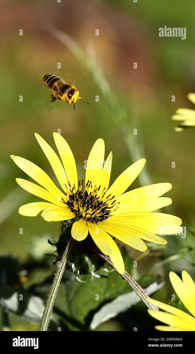 Un gros plan d'une abeille en plein vol, se dirigeant vers une fleur vibrante qui pousse dans une prairie verdoyante Banque D'Images