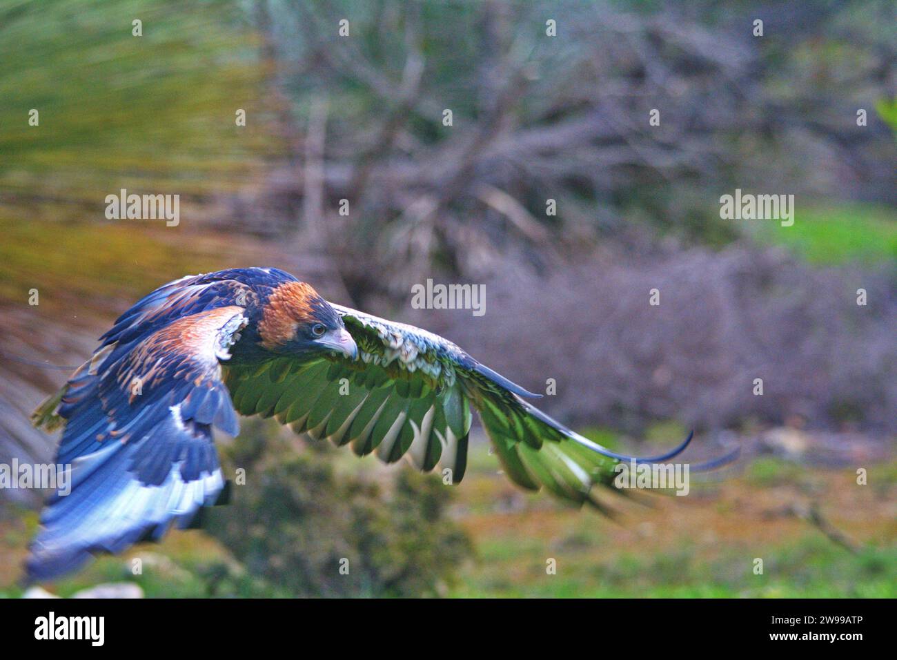 Une majestueuse buzzard volant dans son habitat naturel Banque D'Images