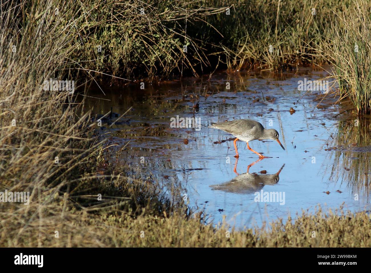 Redshank (Tringa erythropus) se nourrissant sur Keyhaven Marshes, Hampshire Banque D'Images