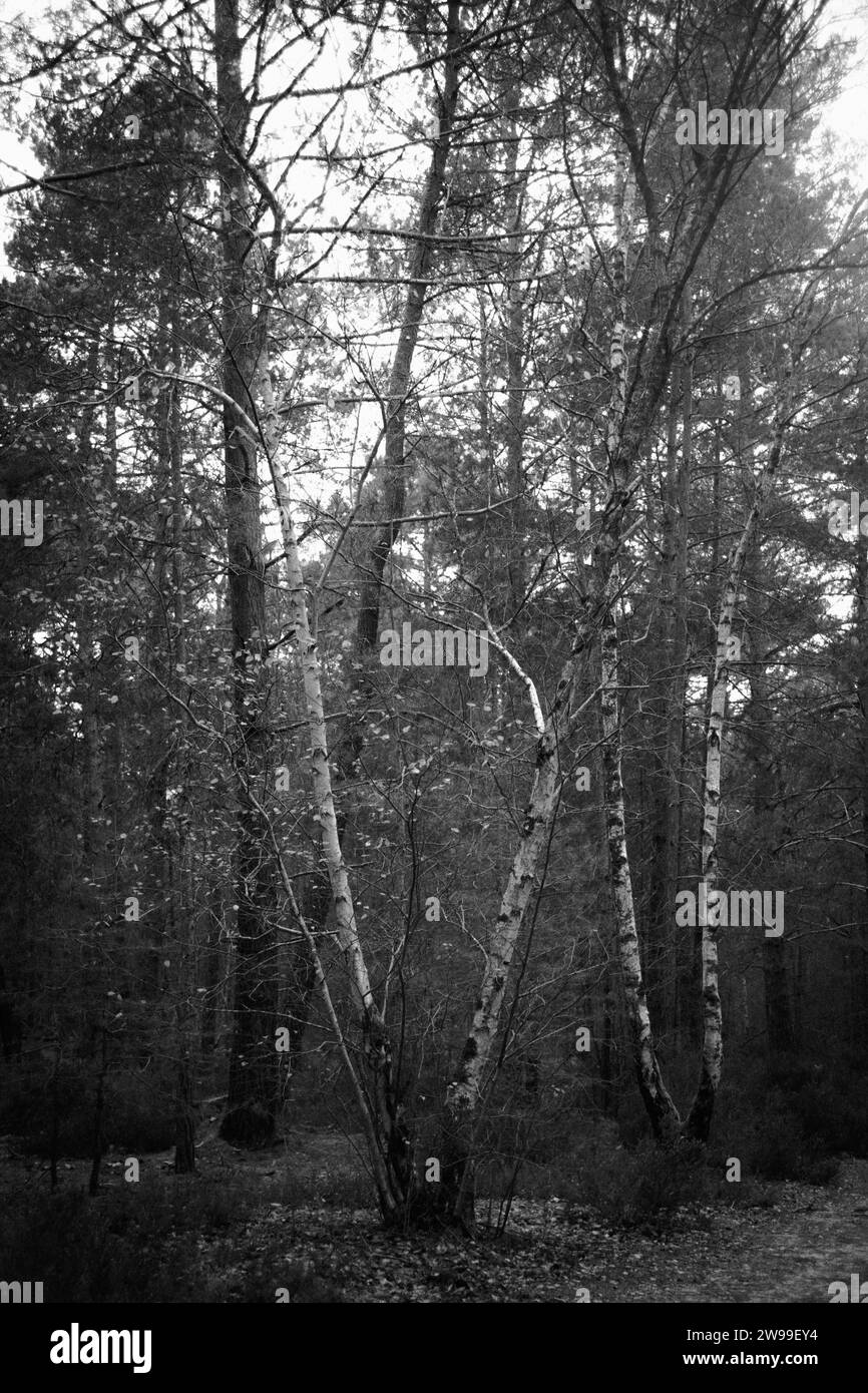 Une superbe photographie en noir et blanc de grands arbres majestueux dans la luxuriante forêt de Fontainebleau Banque D'Images