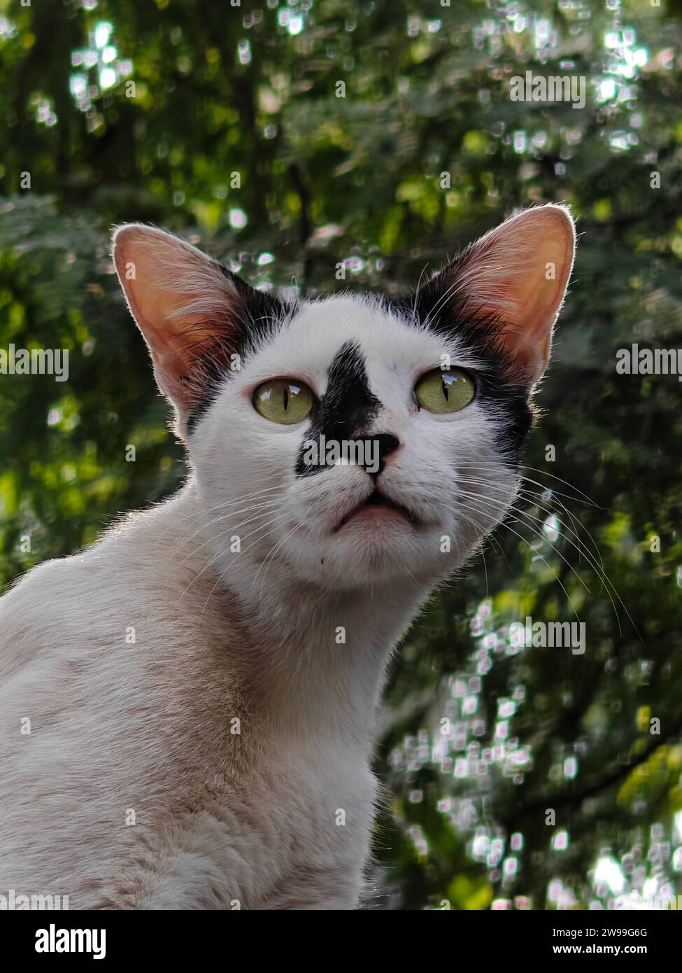 Un chat domestique noir et blanc assis sur un mur blanc, à la recherche d'oiseaux sur le dessus Banque D'Images
