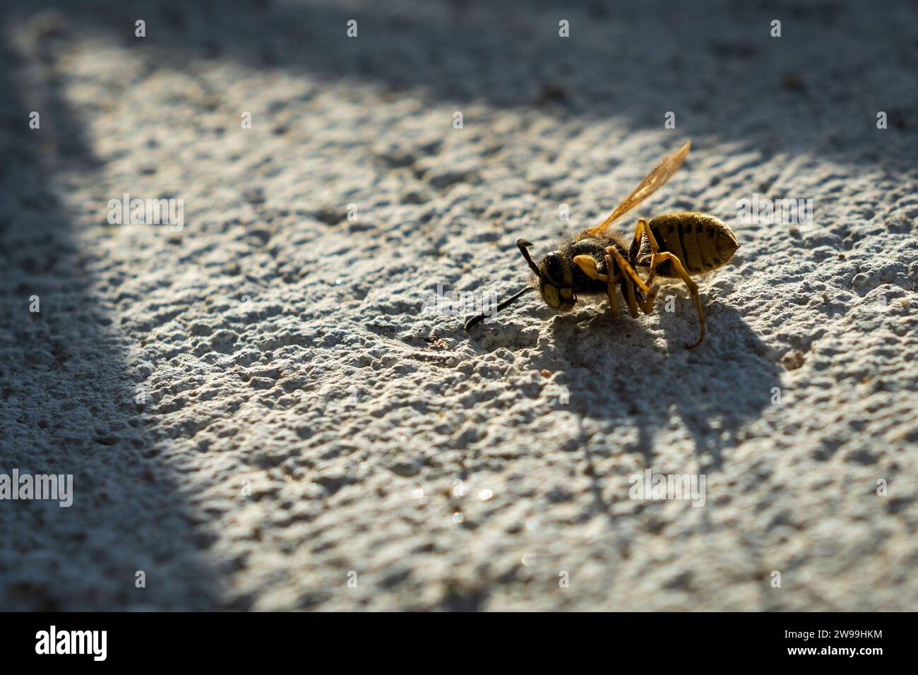 Insecte mort sur le sol en béton, éclairé par le soleil, saison hivernale. Lumière et ombre. Guêpe. Banque D'Images