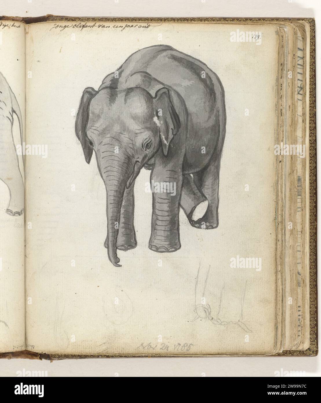 Young Elephant, Jan Brandes, dessin 1785 dessin noir -blanc d'un éléphant d'un an et un croquis au crayon de sa jambe et de son tronc. Avec inscription. Fait partie du carnet de croquis de Jan Brandes, dl. 2 (1808), p. 139. Ja papier. crayon. brosse à encre animaux à ressources partagées : éléphant Banque D'Images