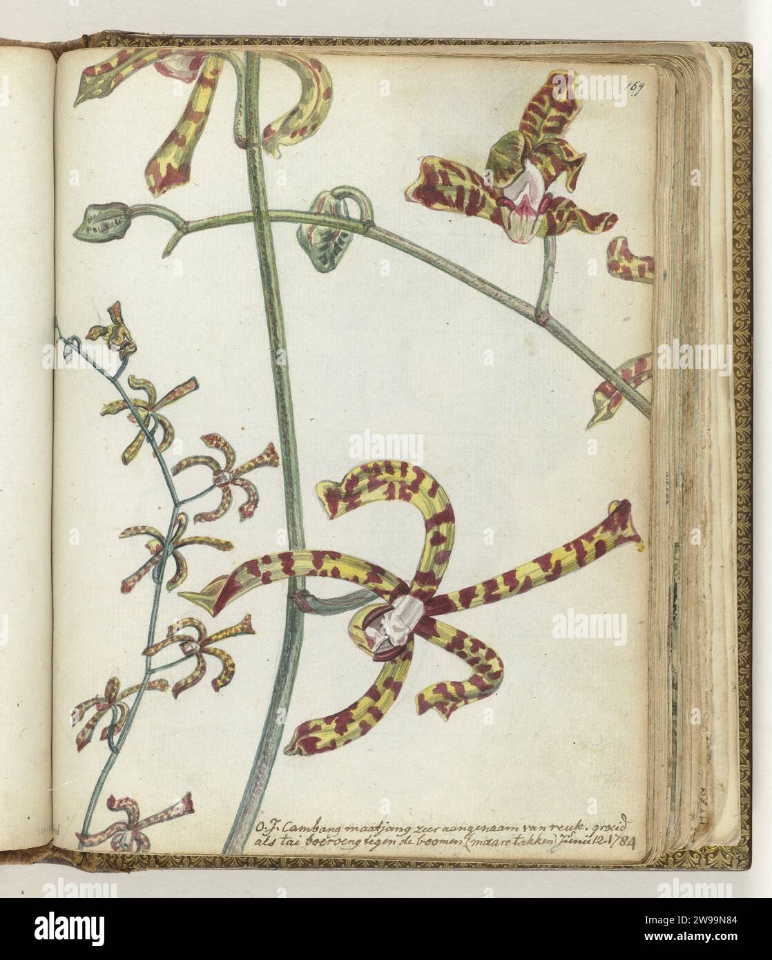 JAVAANSE BLOEM 'CAMBIN MATJANG', Jan Brandes, 1784 dessin couleur des billets de loterie qui se produisent sur Java. Avec inscription. Fait partie du carnet de croquis de Jan Brandes, dl. 1 (1808), p. 169. Journal de Jakarta. crayon. Aquarelle (peinture) fleurs de pinceau : orchid Java Banque D'Images