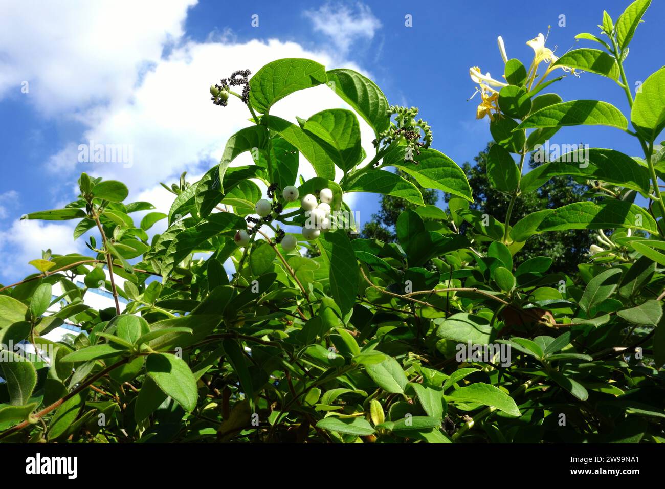 Plante commune de Snowberry Banque D'Images