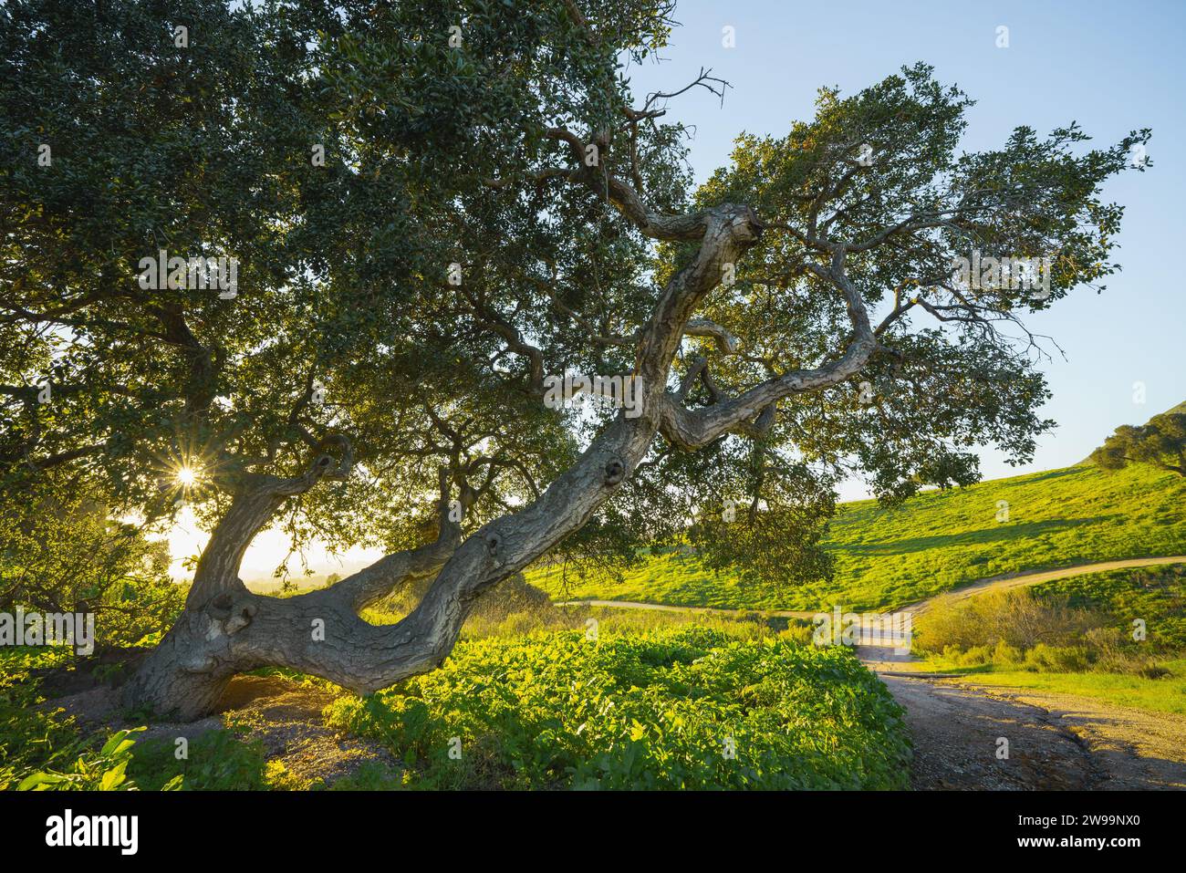 Chêne sur un pré avec soleil brillant à travers les branches, ciel bleu clair dans le fond Banque D'Images