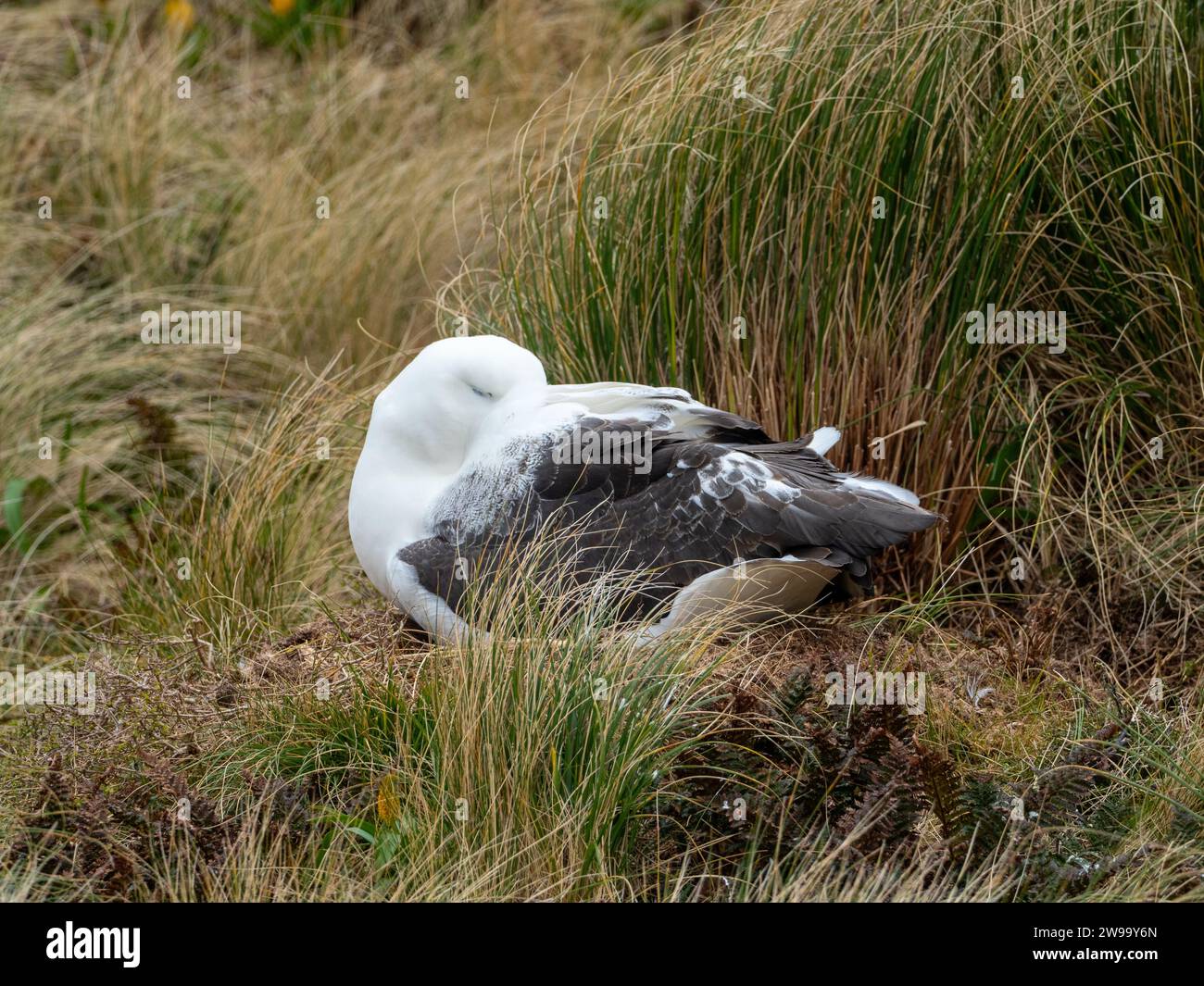 Albatros royal du sud, Diomedea epomophora, nichant sur les îles subantarctiques du col Lyall Campbell Island Nouvelle-Zélande Banque D'Images