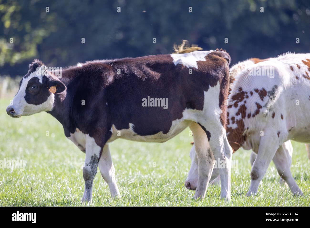 Il s'agit d'une photographie haute résolution capturant deux vaches dans un cadre pastoral. Les vaches, avec une Holstein-Frise noire et blanche et une vache brune et blanche, paissent sur de l'herbe verte luxuriante. La toile de fond se compose d'un ciel bleu clair et un soupçon de zone boisée, suggérant un paysage rural serein. Les animaux sont étiquetés, indiquant le bétail domestiqué, et leurs pelages ont un éclat sain sous la lumière du soleil. Scène pastorale avec vaches en pâturage. Photo de haute qualité Banque D'Images
