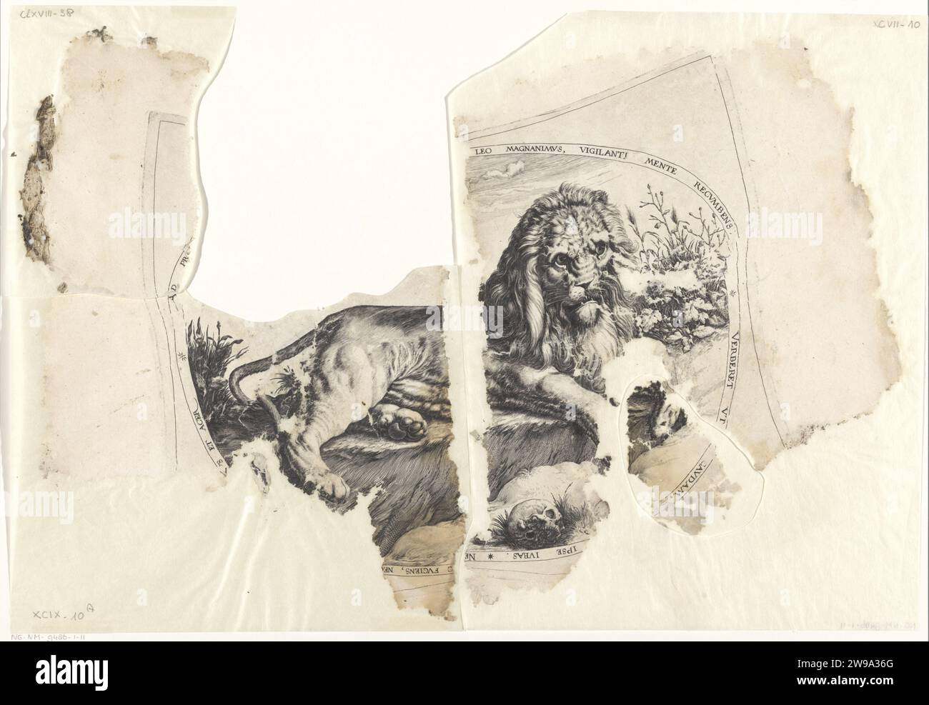 Leeuw, Jacques de Gheyn (II), 1580 - c. 1596 gravure représentation ovale d'un lion, couché par un crâne. Pour afficher une arête latine. Reconstruit à partir de quatre fragments. Nord des pays-Bas gravure sur papier bêtes de proie, animaux prédateurs : lion Banque D'Images Leeuw, Jacques de Gheyn (II), 1580 - c. 1596 gravure représentation ovale d'un lion, couché par un crâne. Pour afficher une arête latine. Reconstruit à partir de quatre fragments. Nord des pays-Bas gravure sur papier bêtes de proie, animaux prédateurs : lion Banque D'Images