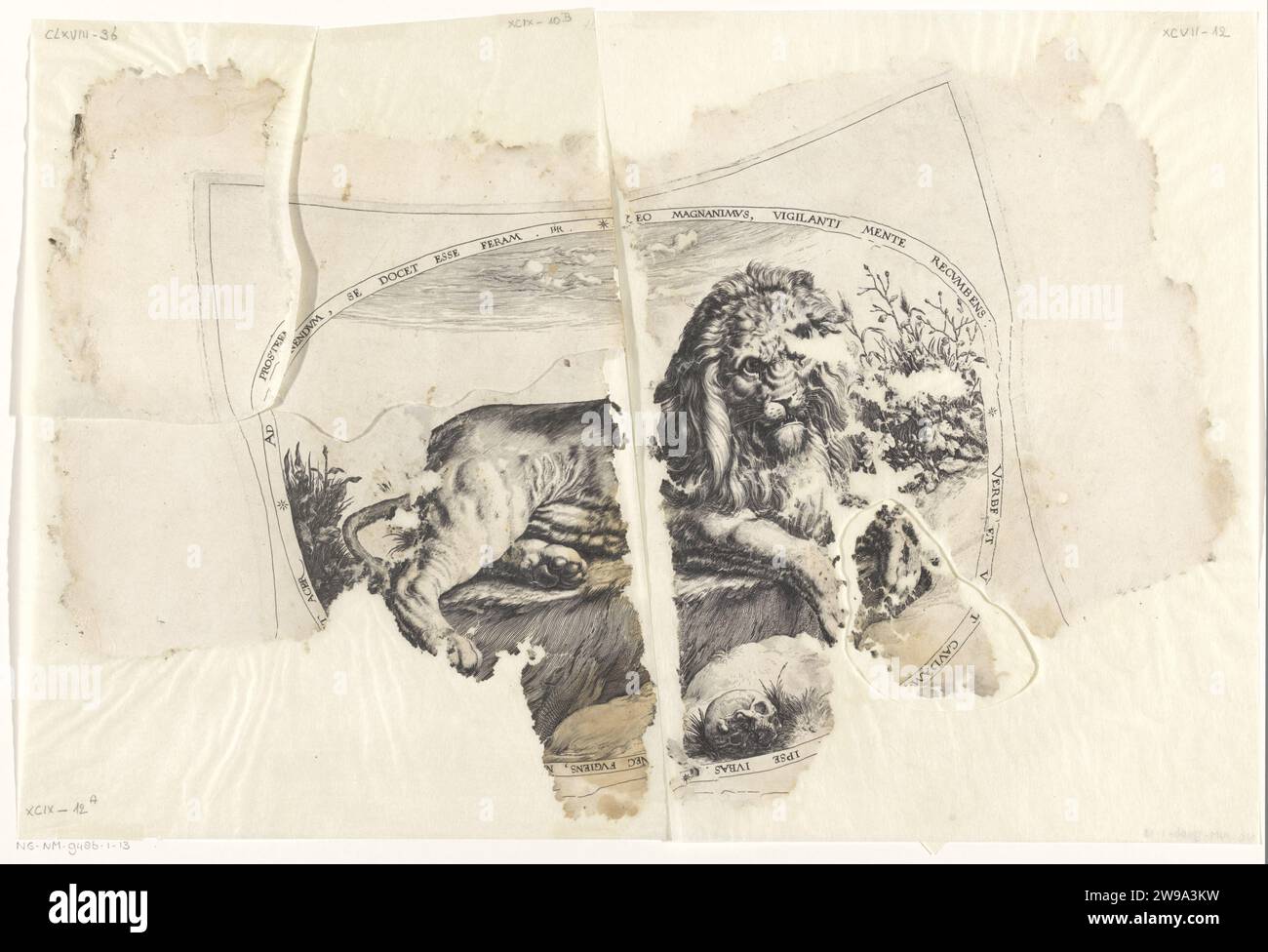 Leeuw, Jacques de Gheyn (II), 1580 - 1596 tirage représentation ovale d'un lion, couché près d'un crâne. Pour afficher une arête latine. Reconstruit à partir de cinq fragments. Nord des pays-Bas gravure sur papier bêtes de proie, animaux prédateurs : lion Banque D'Images Leeuw, Jacques de Gheyn (II), 1580 - 1596 tirage représentation ovale d'un lion, couché près d'un crâne. Pour afficher une arête latine. Reconstruit à partir de cinq fragments. Nord des pays-Bas gravure sur papier bêtes de proie, animaux prédateurs : lion Banque D'Images