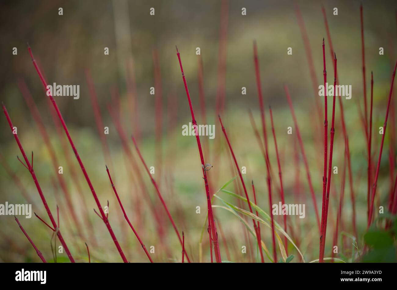 vue rapprochée des branches de saule rouge sur un fond verdâtre flou Banque D'Images