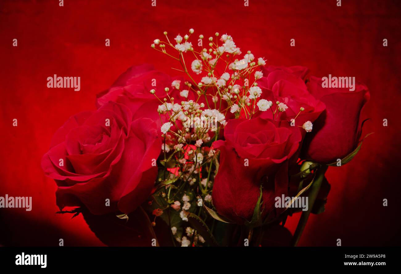 Bouquet coloré roses rouges avec des feuilles vertes et des fleurs blanches sur fond de texture rouge .. Nature morte de beauté et nature. Banque D'Images