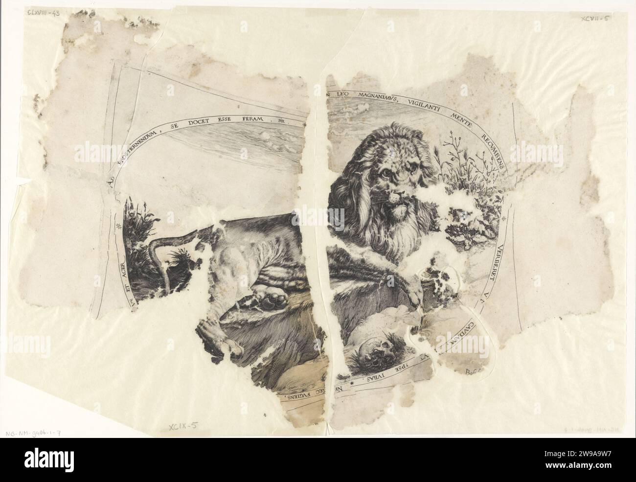 Leeuw, Jacques de Gheyn (II), 1580 - c. 1596 gravure représentation ovale d'un lion, couché par un crâne. Pour afficher une arête latine. Reconstruit à partir de quatre fragments. Nord des pays-Bas gravure sur papier bêtes de proie, animaux prédateurs : lion Banque D'Images Leeuw, Jacques de Gheyn (II), 1580 - c. 1596 gravure représentation ovale d'un lion, couché par un crâne. Pour afficher une arête latine. Reconstruit à partir de quatre fragments. Nord des pays-Bas gravure sur papier bêtes de proie, animaux prédateurs : lion Banque D'Images