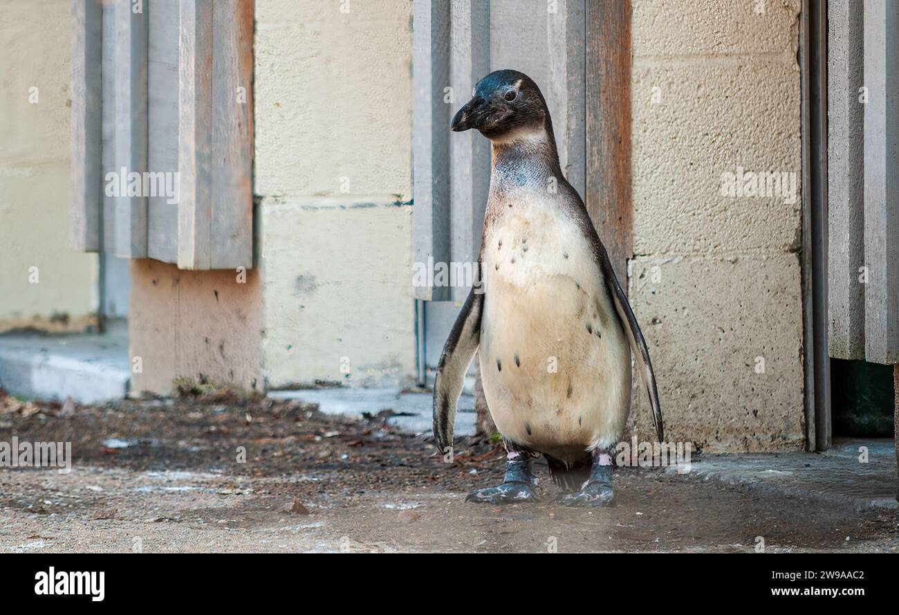 Un pingouin solitaire au zoo Erie, Erie, PA Banque D'Images