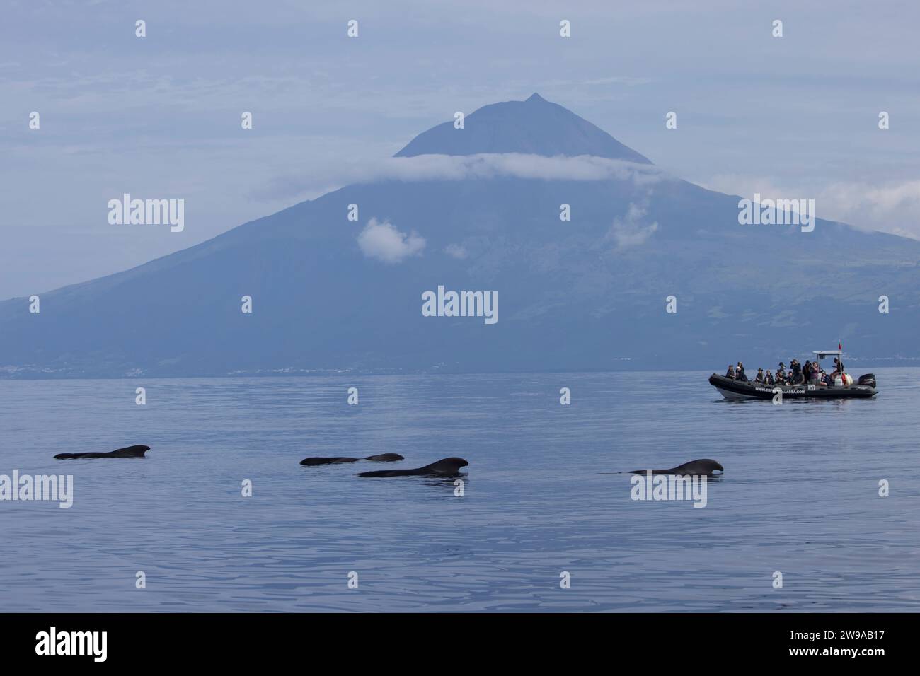 Baleines pilotes (Globicephala macrorhynchus) reposant / abattage à la surface, pico des Açores Banque D'Images