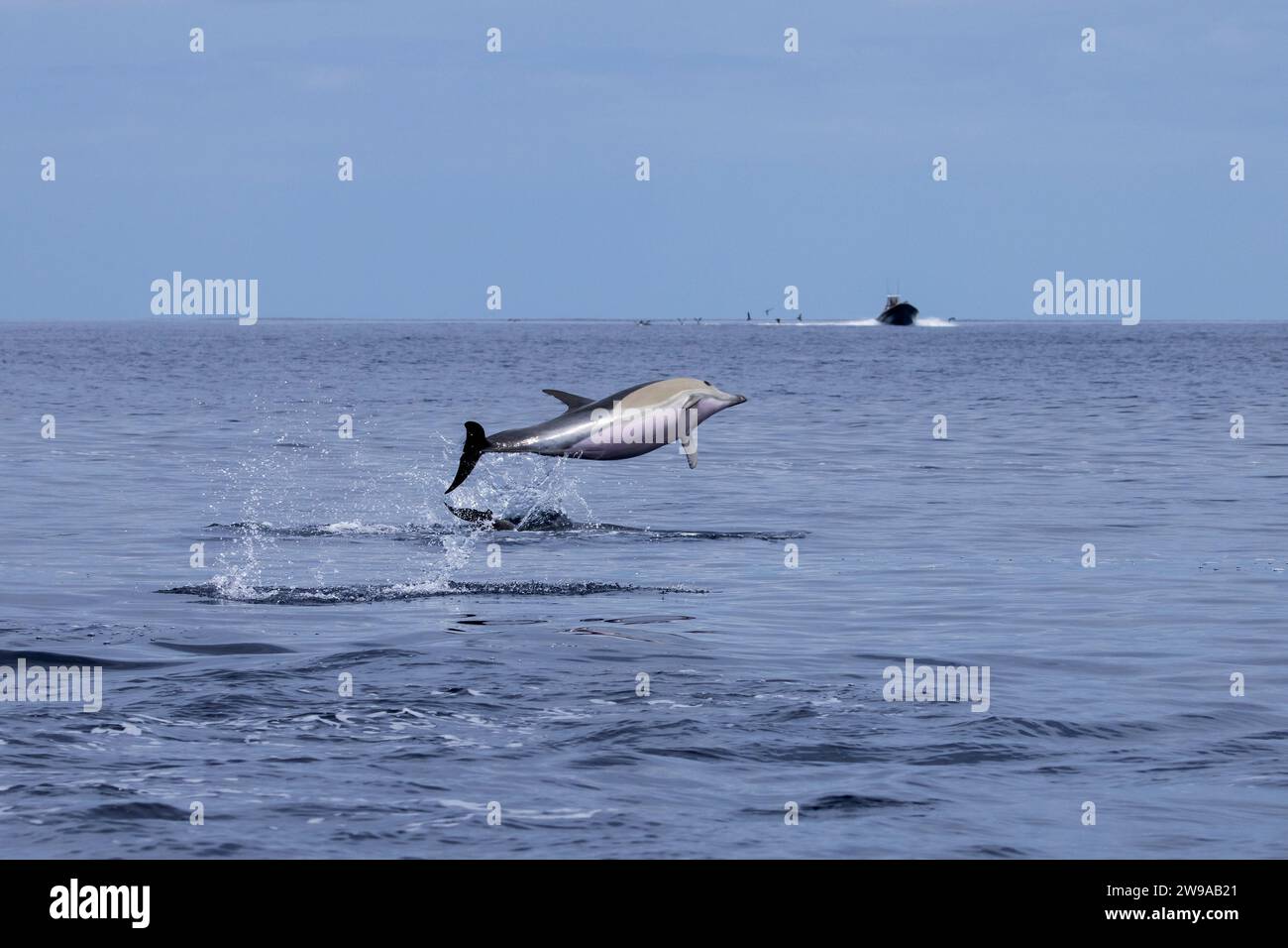 Les dauphins communs à bec court (Delphinus delphis) sont des résidents des eaux des Açores Banque D'Images