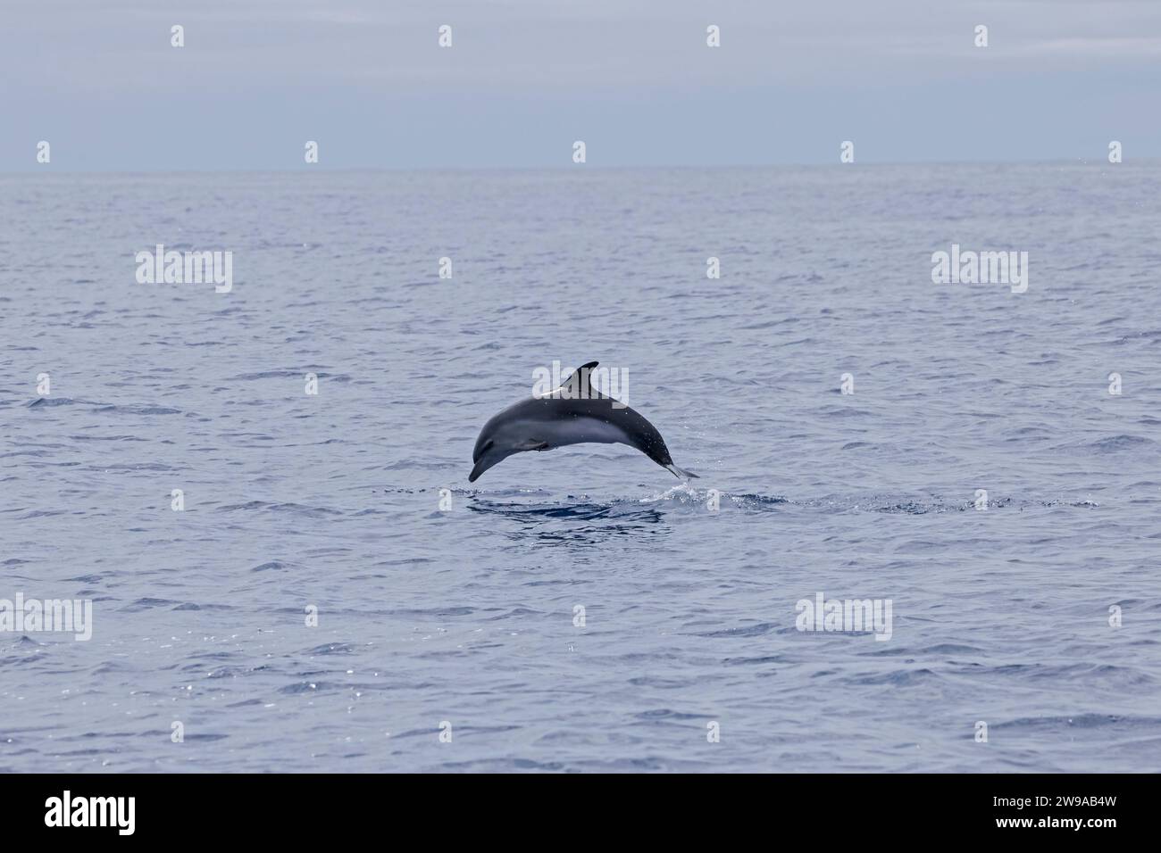 Les dauphins ponctués de l'Atlantique (Stenella frontalis) visitent les Açores en été Banque D'Images