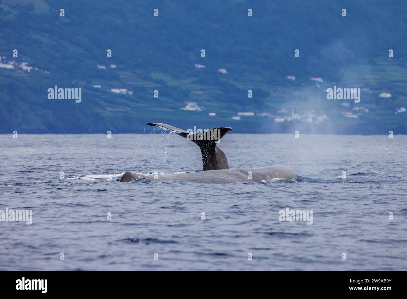 Cachalot (Physeter macrocephalus) fluant pour une plongée profonde, aux Açores, Portugal Banque D'Images