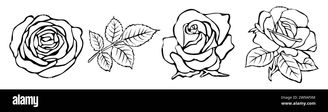 Dessin de contour du vecteur de rose de floraison fraîche. Illustration de Vecteur