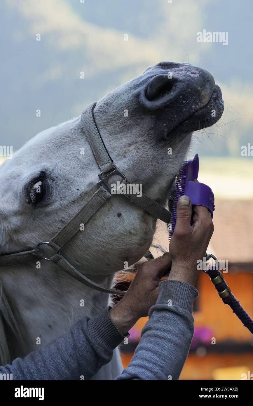 Nettoyage cheval blanc avec brosse en plastique, détail de gros plan à la main travaillant sur la tête d'animal. Banque D'Images
