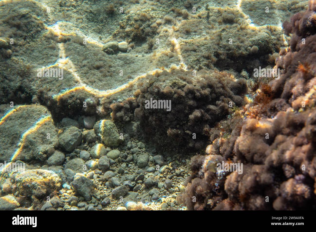 Plantes sous-marines et algues poussant sur des rochers près de la surface de la mer - plongée avec tuba à Limni, Grèce. Banque D'Images