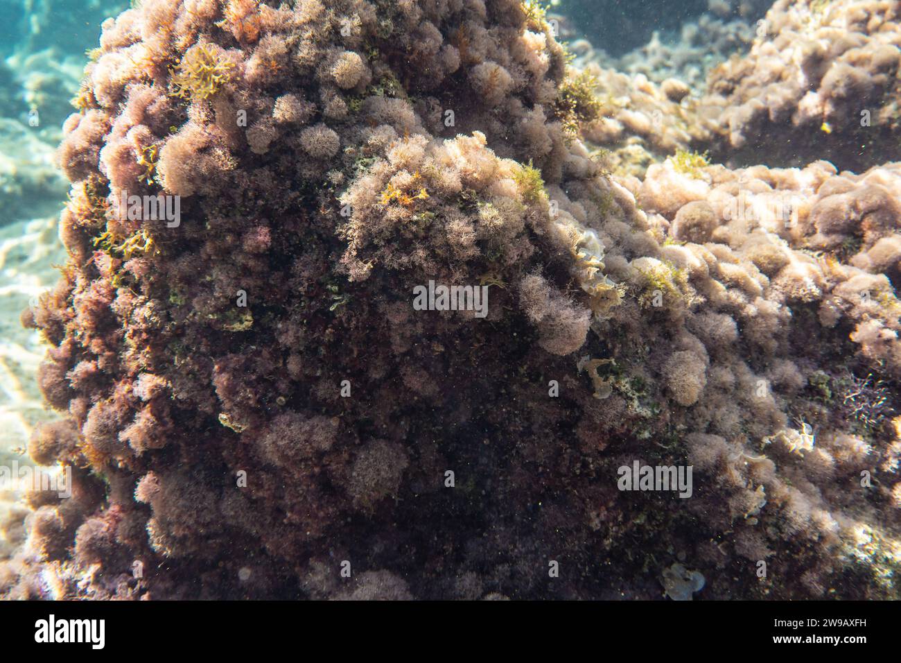 Plantes sous-marines et algues poussant sur des rochers près de la surface de la mer - plongée avec tuba à Limni, Grèce. Banque D'Images