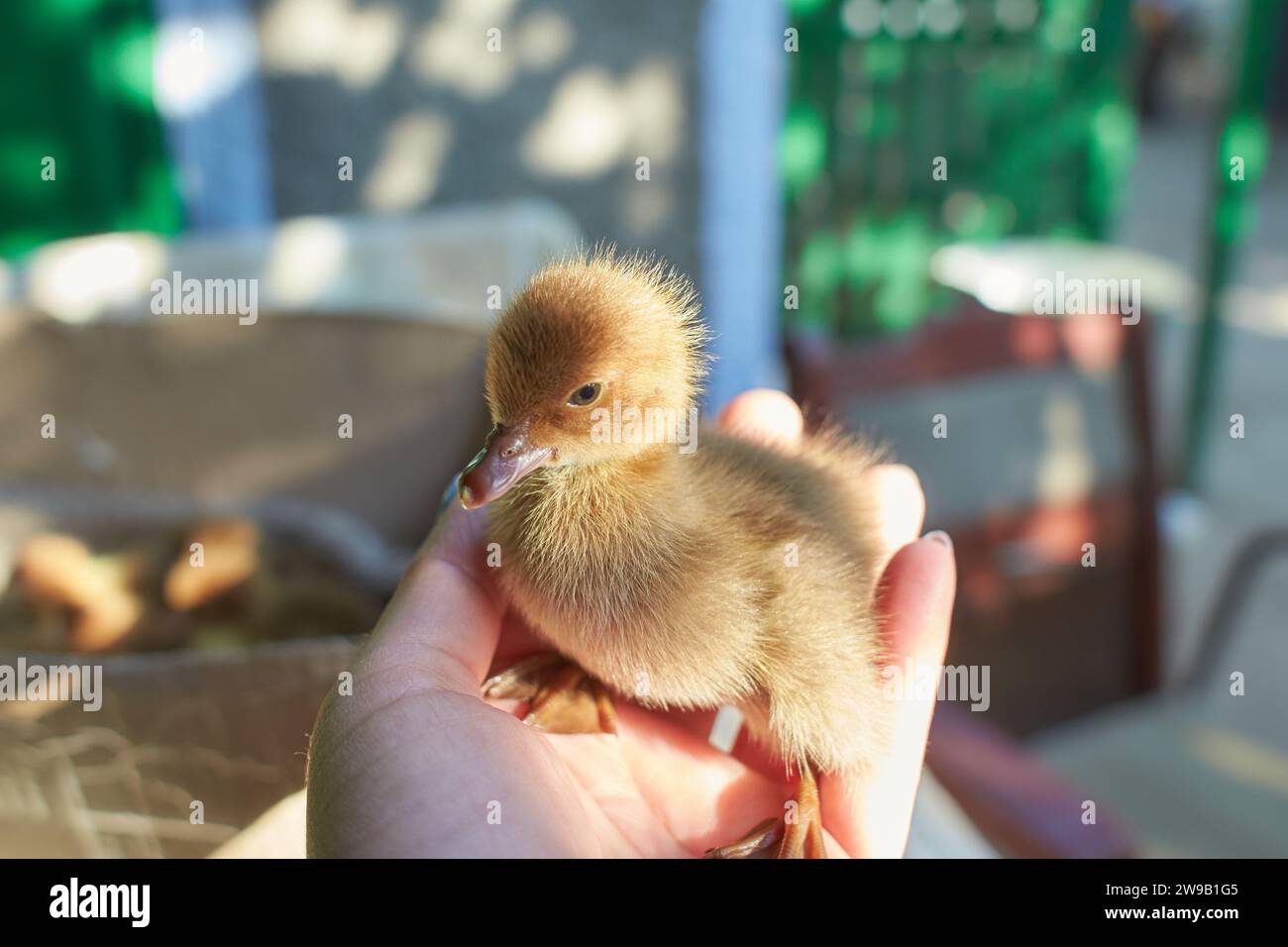 Un caneton est un canard de bébé. Les canetons apprennent habituellement à nager en suivant leur mère à un corps d'eau.peu après tous les canetons éclosent, la mère Banque D'Images