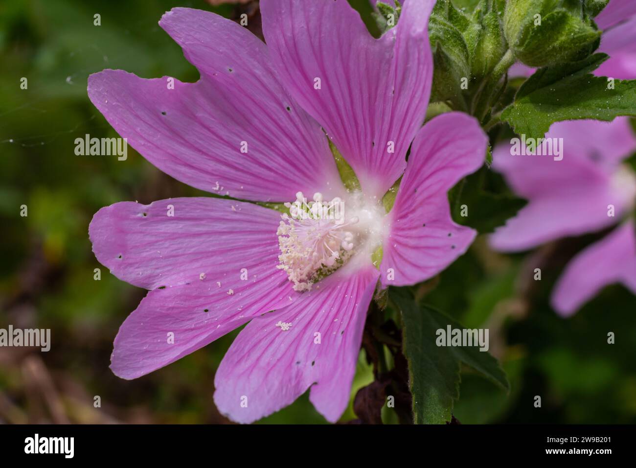 Fleur gros plan de Malva alcea plus musc, coupé feuilles, verveine ou mauve hollyhock, sur fond d'herbe vert flou doux. Banque D'Images