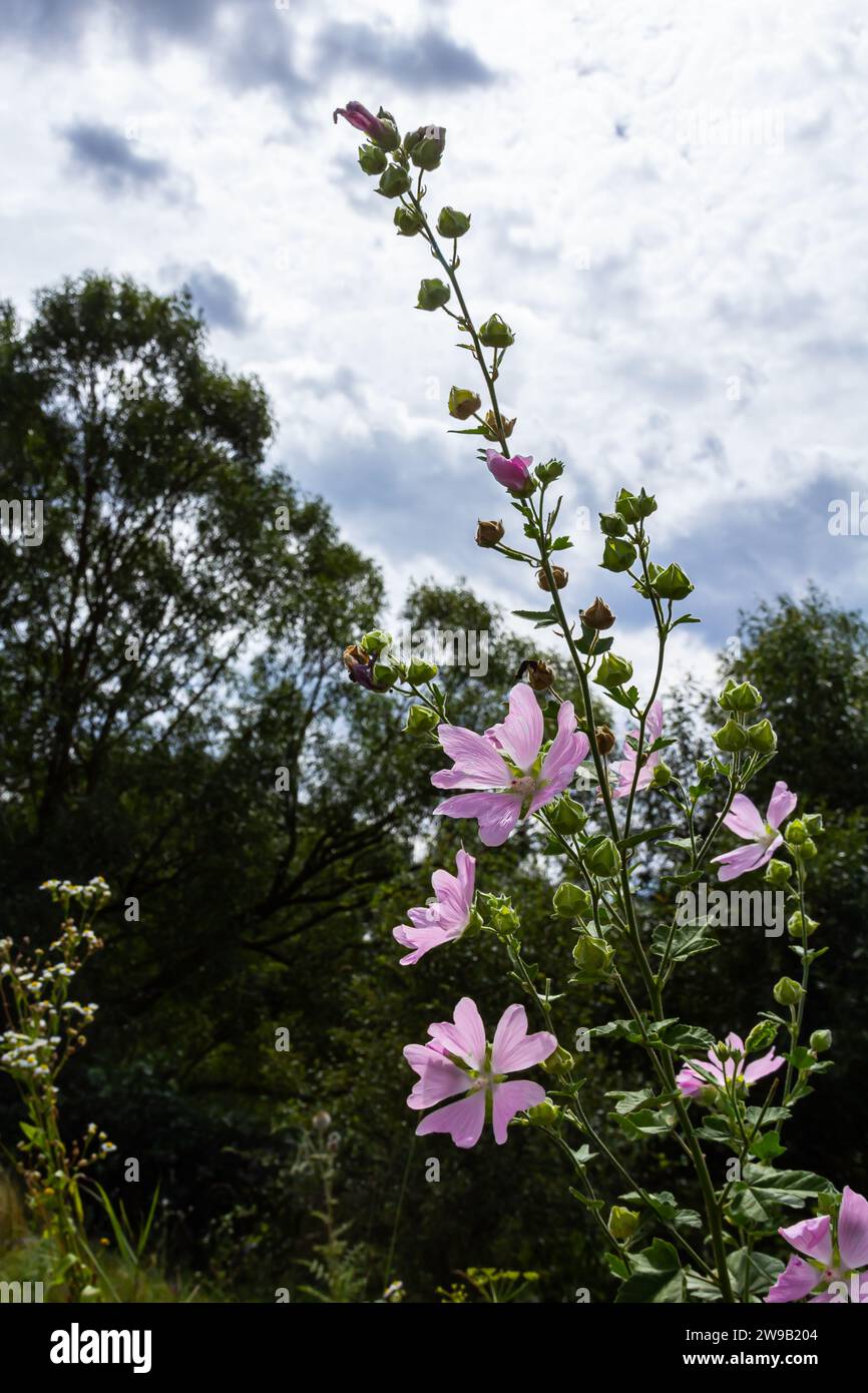 Fleur gros plan de Malva alcea plus musc, coupé feuilles, verveine ou mauve hollyhock, sur fond d'herbe vert flou doux. Banque D'Images