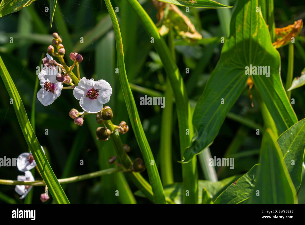Plante appelée tête de flèche commune, Sagittaria sagittifolia, Banque D'Images